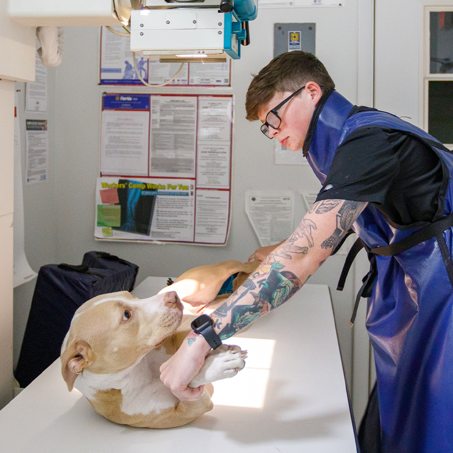 Veterinary Job Openings AscendVets