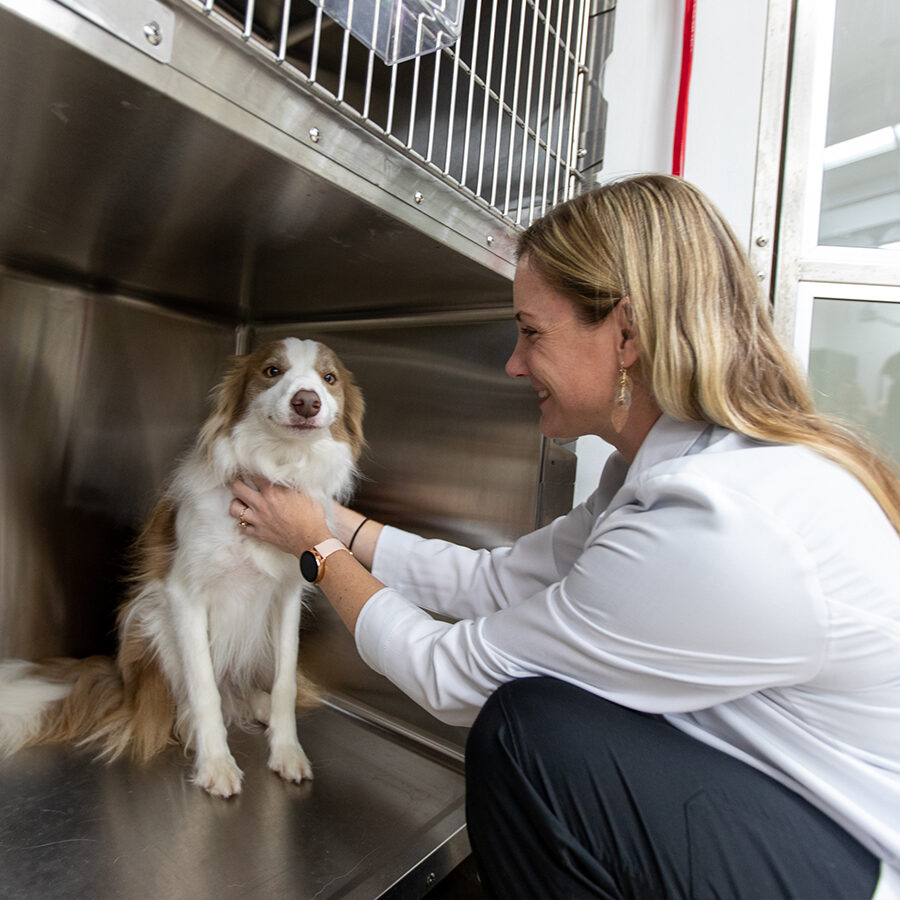 Doctor With Dog In Kennel